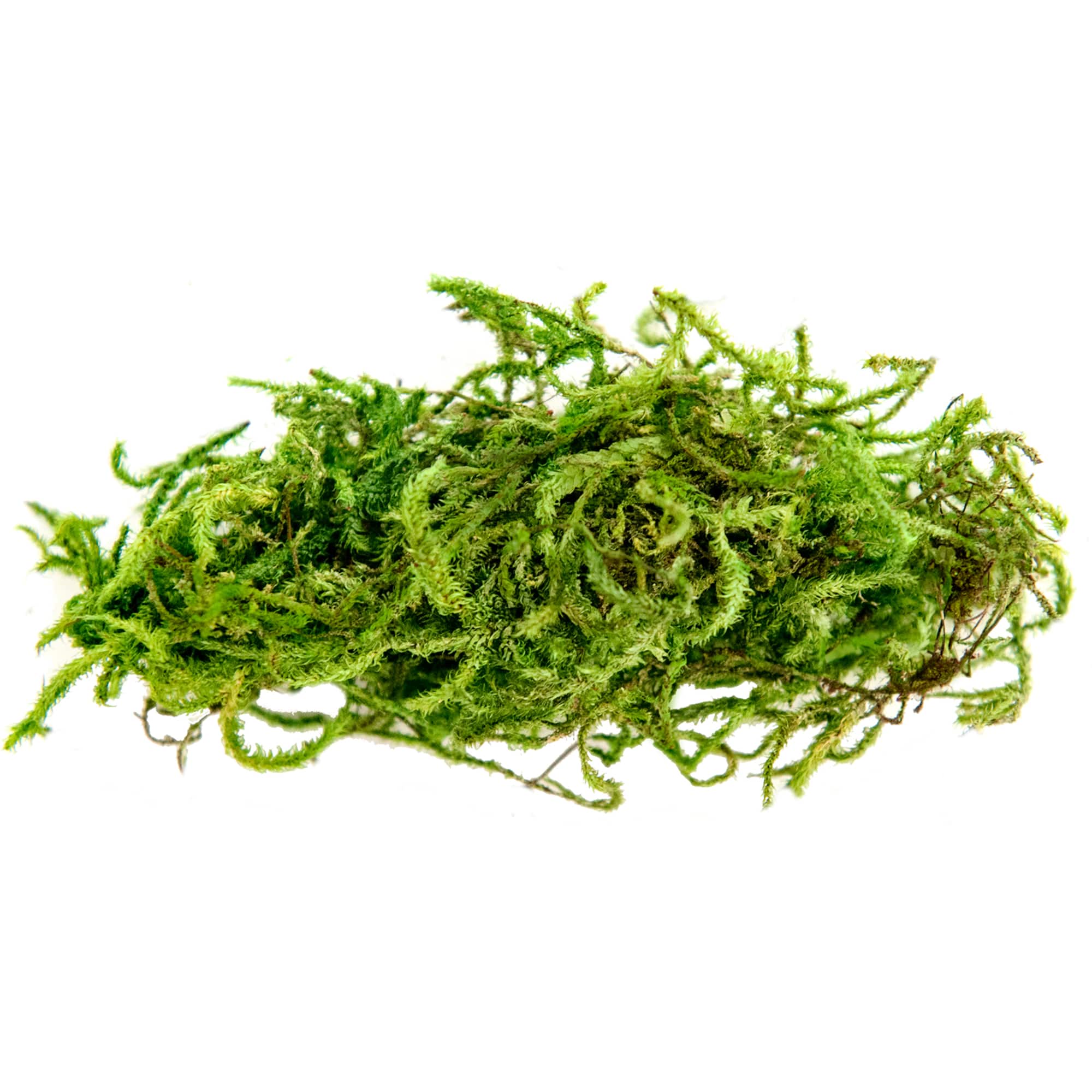 SuperMoss® Preserved Moss